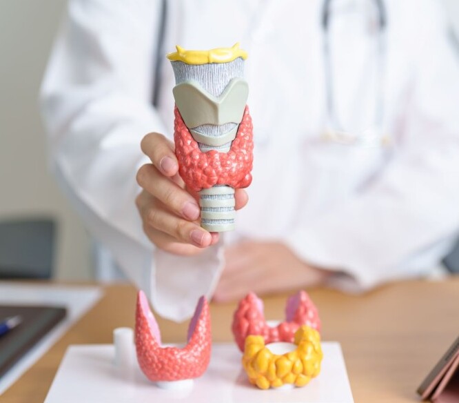 Endocrinology